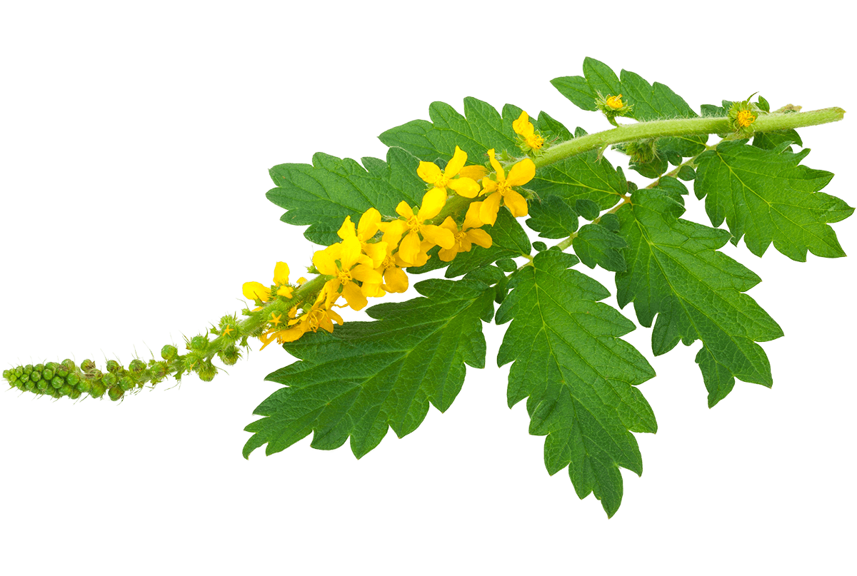 Fiori di Bach AGRIMONY