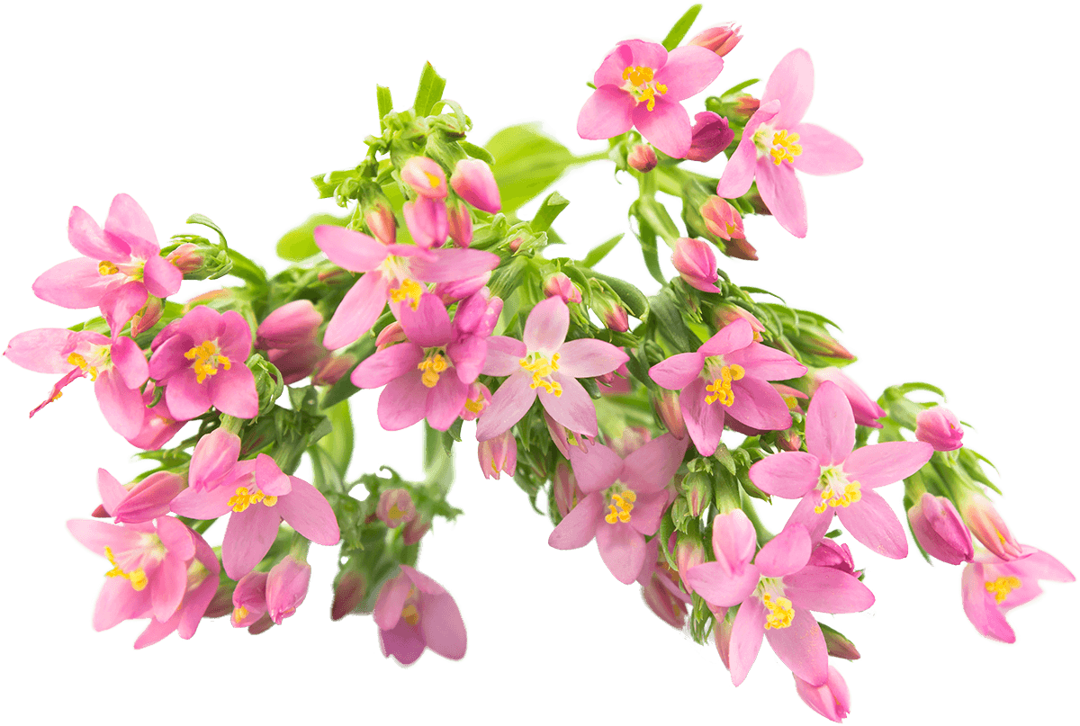 Fiori di Bach CENTAURY