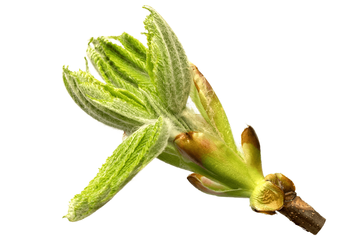 Fiori di Bach CHESTNUT BUD