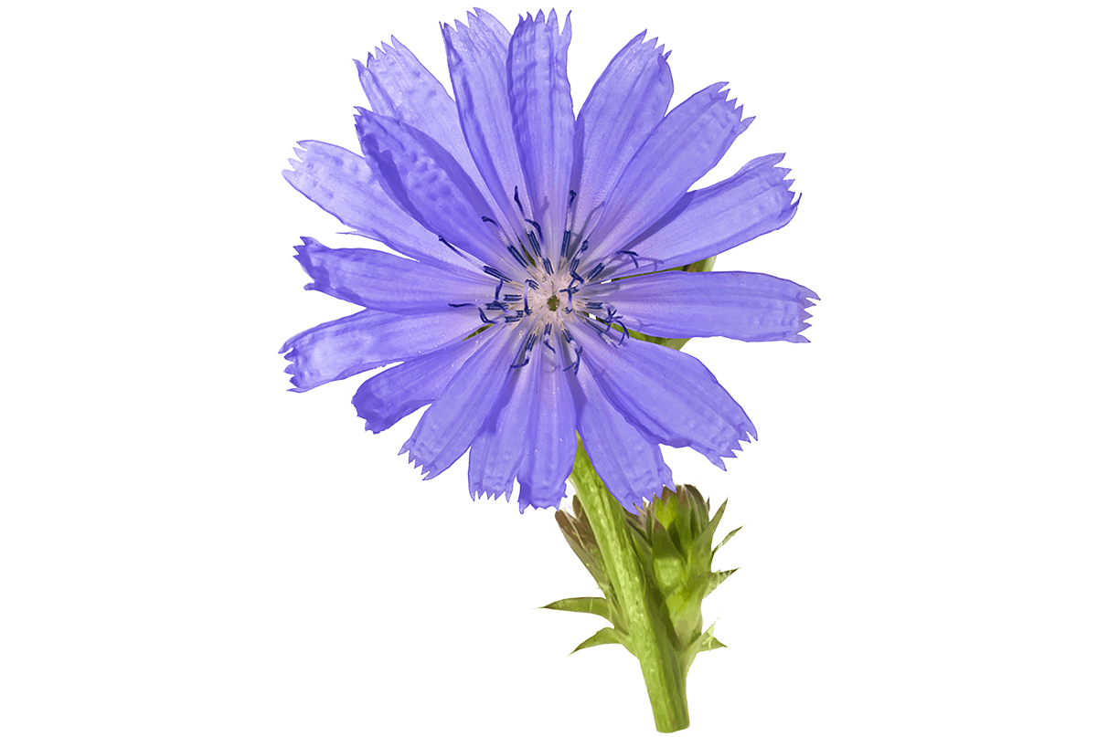 Fiori di Bach CHICORY