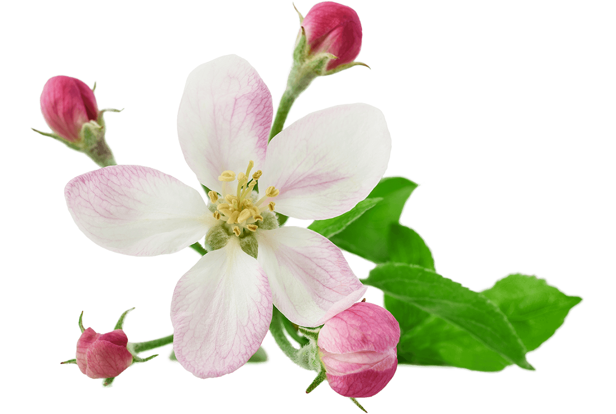 Fiori di Bach CRAB APPLE