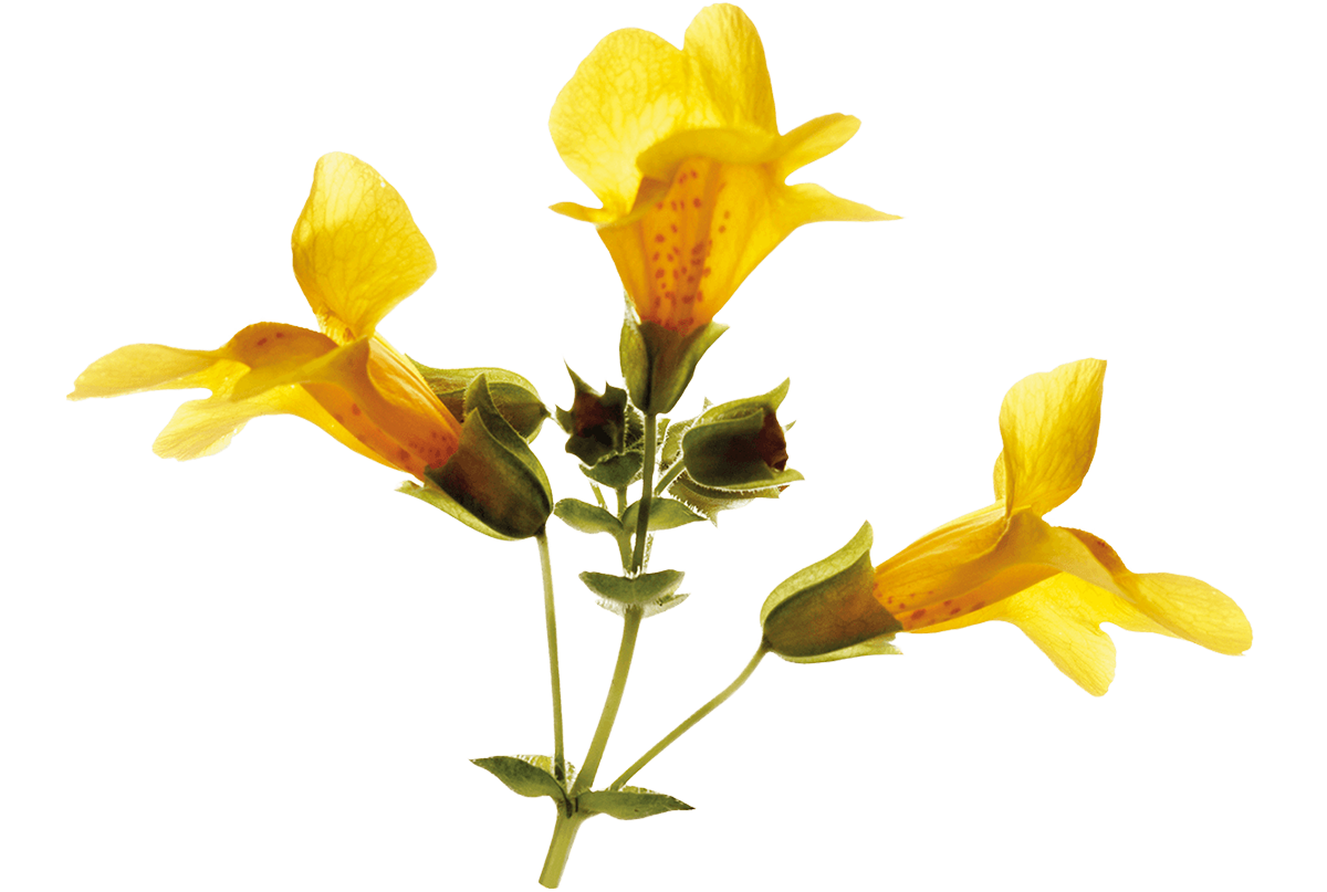 Fiori di Bach MIMULUS