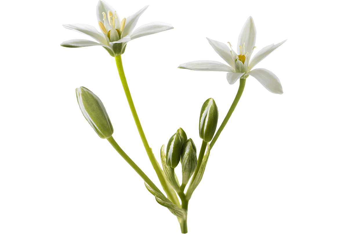 Fiori di Bach STAR OF BETHLEHEM