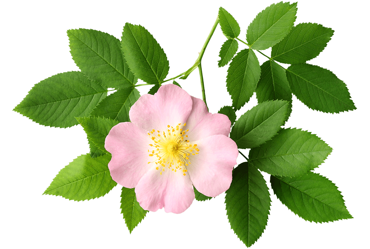 Fiori di Bach WILD ROSE